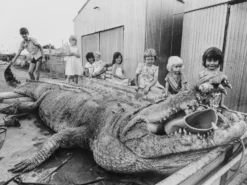 Alessi Sweetheart Notenkraker Zwart -Flos Winkel x886x886 alessi sweetheart notenkraker4.jpg.pagespeed.ic .2TGRo0avEn