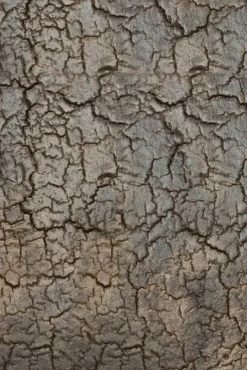 Ethnicraft Pentagon Sidetabel Console 150x40x75 -Flos Winkel x886x886 ethnicraft pentagon sidetable 150x40x751.jpg.pagespeed.ic .Suy4r mua7