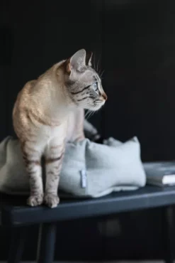 MiaCara Calma Kattenmand Ø45 Lichtgrijs -Flos Winkel x886x886 miacara calma kattenmand8.jpg.pagespeed.ic .Q7u94QfPD