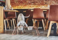 MiaCara Cena Hondenvoerbak Medium Stone -Flos Winkel x886x886 miacara cena hondenvoerbak l3.jpg.pagespeed.ic .PokejmiFju