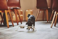 MiaCara Cena Hondenvoerbak Medium Stone -Flos Winkel x886x886 miacara cena hondenvoerbak s1.jpg.pagespeed.ic . z6qX82r A