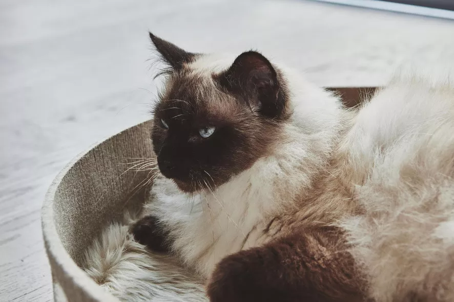 MiaCara Cesto Kattenmand 46 Beton 5 MiaCara Cesto Kattenmand 46 Beton - Afbeelding 5