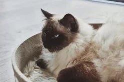 MiaCara Cesto Kattenmand Ø46 Safron -Flos Winkel x886x886 miacara cesto kattenmand16.jpg.pagespeed.ic . iFyfqs9vQ