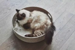 MiaCara Cesto Kattenmand 46 Beton 12 MiaCara Cesto Kattenmand 46 Beton -Flos Winkel x886x886 miacara cesto kattenmand17.jpg.pagespeed.ic .CRRiNb72Hs 1