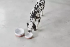 MiaCara Coppa Hondenvoerbak Small/medium Ø17.5 Slate -Flos Winkel x886x886 miacara coppa hondenvoerbak medium large3.jpg.pagespeed.ic .nO3WWk0rX6 1