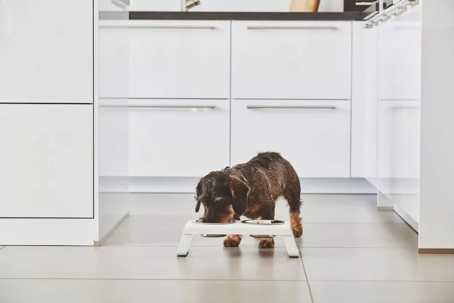 MiaCara Desco Hondenvoerbak Small Essen Grijs 6 MiaCara Desco Hondenvoerbak Small Essen Grijs - Afbeelding 6