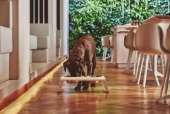 MiaCara Desco Hondenvoerbak Medium Walnoot -Flos Winkel x886x886 miacara desco hondenvoerbak medium29.jpg.pagespeed.ic .qqG YeMHRM 2