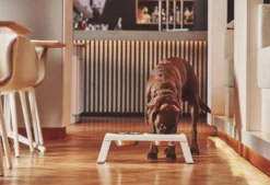 MiaCara Desco Hondenvoerbak Medium Walnoot -Flos Winkel x886x886 miacara desco hondenvoerbak medium33.jpg.pagespeed.ic .TDHbqON8WS 3