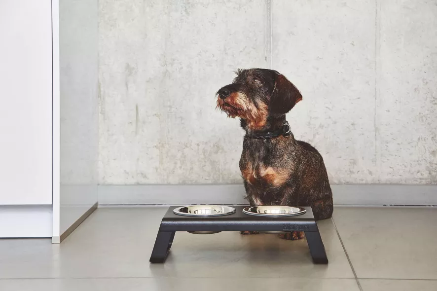 MiaCara Desco Hondenvoerbak Small Essen Grijs 3 MiaCara Desco Hondenvoerbak Small Essen Grijs - Afbeelding 3