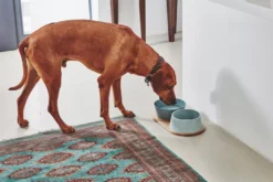 MiaCara Doppio Hondenvoerbak Medium Berry -Flos Winkel x886x886 miacara doppio hondenvoerbak met blad small3.jpg.pagespeed.ic .s6lMs3l lx