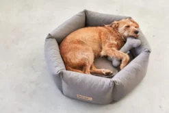 MiaCara Felice Hondenmand Ø60 Small Anthracite -Flos Winkel x886x886 miacara felice hondenmand large4.jpg.pagespeed.ic .1YkWjr7xok