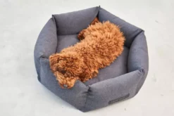 MiaCara Felice Hondenmand Ø80 Medium Anthracite -Flos Winkel x886x886 miacara felice hondenmand large7.jpg.pagespeed.ic .Q yoH1Z3WT 1