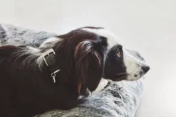 MiaCara Felpa Hondenkussen L -Flos Winkel x886x886 miacara felpa hondenkussen m1.jpg.pagespeed.ic .3uPzHYJosc