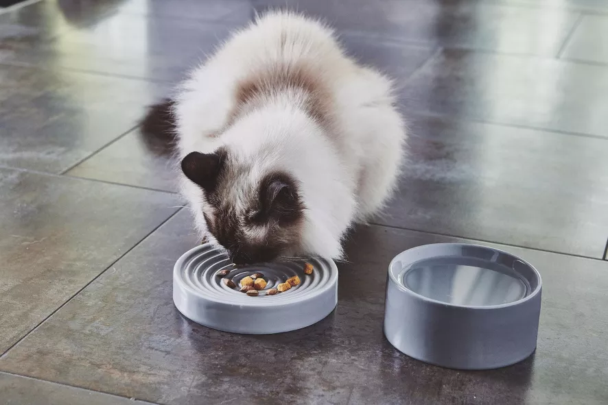 MiaCara Piatto Kattenvoerbak Ø16 Berry 4 MiaCara Piatto Kattenvoerbak Ø16 Berry - Afbeelding 4