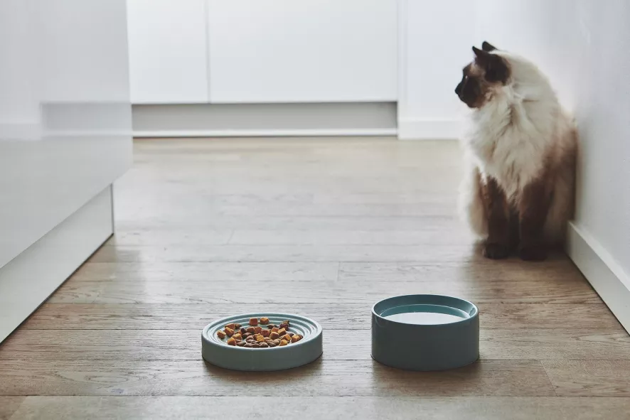 MiaCara Piatto Kattenvoerbak Ø16 Berry 3 MiaCara Piatto Kattenvoerbak Ø16 Berry - Afbeelding 3