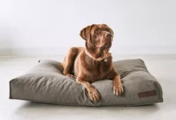 MiaCara Mare Hondenkussen Large Kelp -Flos Winkel x886x886 miacara mare hondenkussen large5.jpg.pagespeed.ic .oLIIJ gxo 3