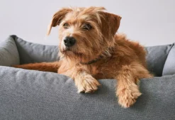 MiaCara Mare Hondenmand Small Kelp -Flos Winkel x886x886 miacara mare hondenmand small3.jpg.pagespeed.ic .WhmckH0NGt 2