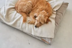 MiaCara Velluto Hondenkussen Small Sage -Flos Winkel x886x886 miacara velluto hondenkussen large1.jpg.pagespeed.ic .grdU4YVL2l 4