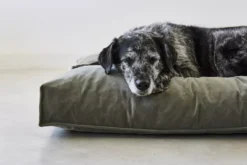 MiaCara Velluto Hondenkussen Medium Greige -Flos Winkel x886x886 miacara velluto hondenkussen large4.jpg.pagespeed.ic .eNEPec7q3Q 1