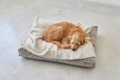 MiaCara Velluto Hondenkussen Medium Greige -Flos Winkel x886x886 miacara velluto hondenkussen large7.jpg.pagespeed.ic .j82ewdixs9 1