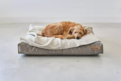 MiaCara Velluto Hondenkussen Large Sage -Flos Winkel x886x886 miacara velluto hondenkussen large8.jpg.pagespeed.ic .Upj1Ozflgz