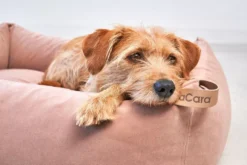 MiaCara Velluto Hondenmand Medium Sage -Flos Winkel x886x886 miacara velluto hondenmand large11.jpg.pagespeed.ic .0QPHqCgLpa 1